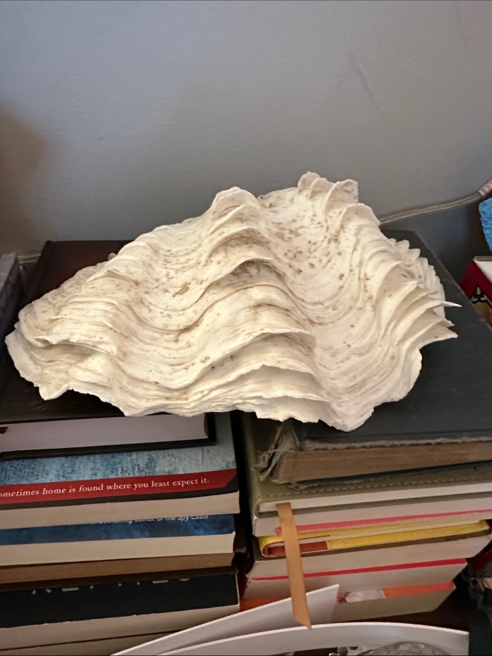 Pristine 9" Vintage Tridacna Squamosa Fluted Giant Clam Shell Half - Deep Flutes